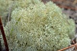 Cladonia subtenuis image