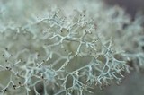 Cladonia subtenuis image