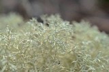 Cladonia subtenuis image