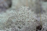 Cladonia subtenuis image