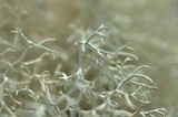 Cladonia subtenuis image