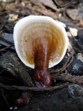 Ganoderma curtisii image
