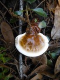 Ganoderma curtisii image