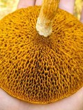 Suillus decipiens image
