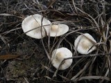 Panaeolus cambodginiensis image