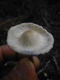 Panaeolus cambodginiensis image