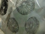 Panaeolus cambodginiensis image