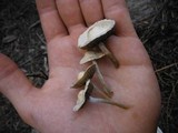 Panaeolus cyanescens image