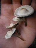 Panaeolus cyanescens image