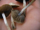 Panaeolus cyanescens image