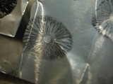 Panaeolus cyanescens image