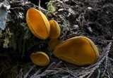 Caloscypha fulgens image