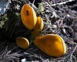 Caloscypha fulgens image