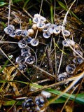 Cyathus stercoreus image