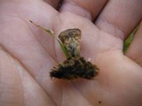 Cyathus stercoreus image