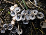 Cyathus stercoreus image