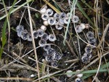 Cyathus stercoreus image