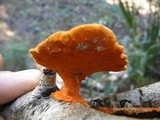 Pycnoporus sanguineus image