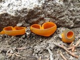 Caloscypha fulgens image