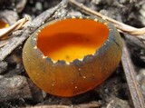 Caloscypha fulgens image