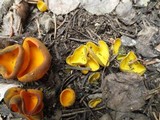 Caloscypha fulgens image