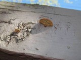 Gloeophyllum sepiarium image