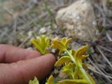 Puccinia monoica image