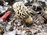 Morchella esculentoides image