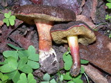 Boletus zelleri image