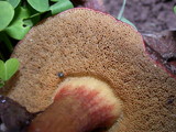 Boletus zelleri image