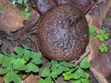 Boletus zelleri image