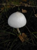 Panaeolus antillarum image