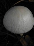 Panaeolus antillarum image