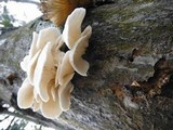 Pleurotus djamor image