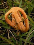 Clathrus columnatus image
