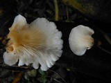 Pleurotus pulmonarius image