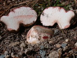 Rhizopogon rubescens image