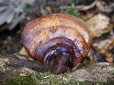 Ganoderma zonatum image