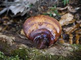 Ganoderma zonatum image