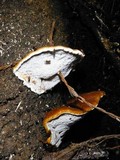 Ganoderma sessiliforme image