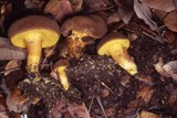 Boletus subtomentosus image