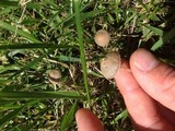 Panaeolus fimicola image