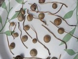 Panaeolus fimicola image