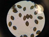 Panaeolus fimicola image
