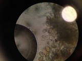 Panaeolus fimicola image