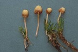 Galerina dicranorum image