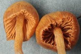 Galerina dicranorum image