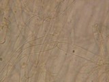 Galerina dicranorum image