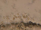 Galerina dicranorum image
