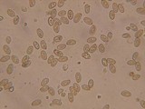 Galerina dicranorum image